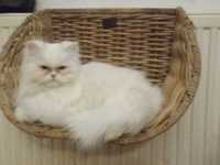 Kotka perska biała
