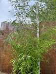 Bambus Phyllostachys Bisetti, Phyllostachys Aureosulcata f. Aureocauli