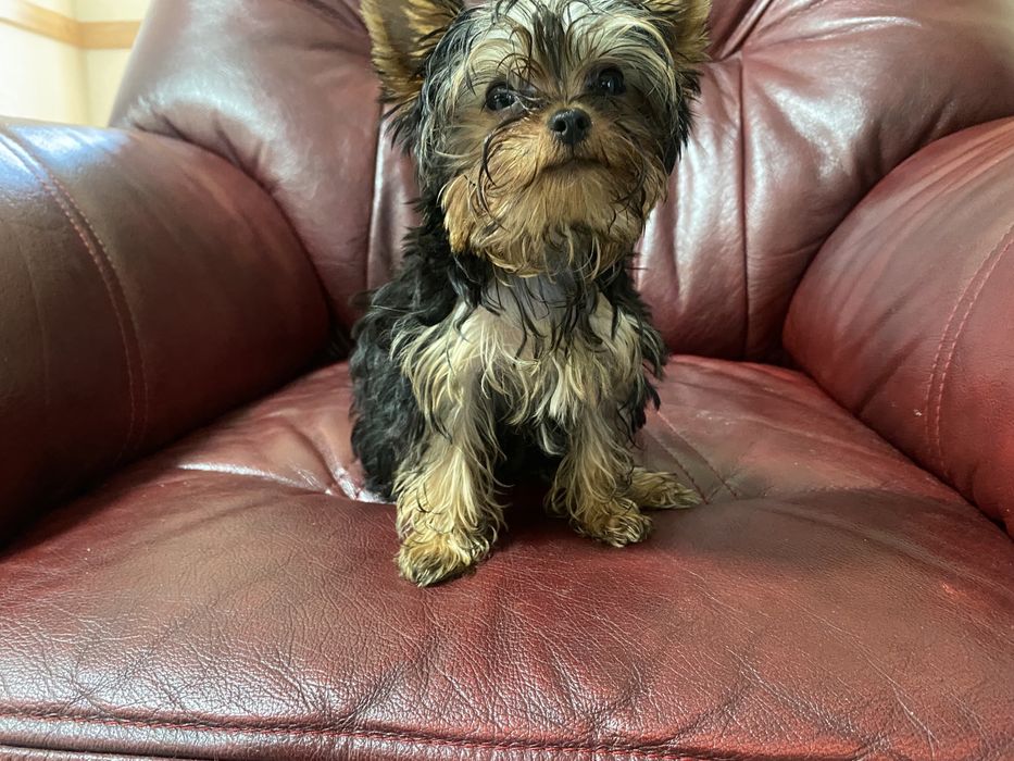 Продам цуценя Йорка