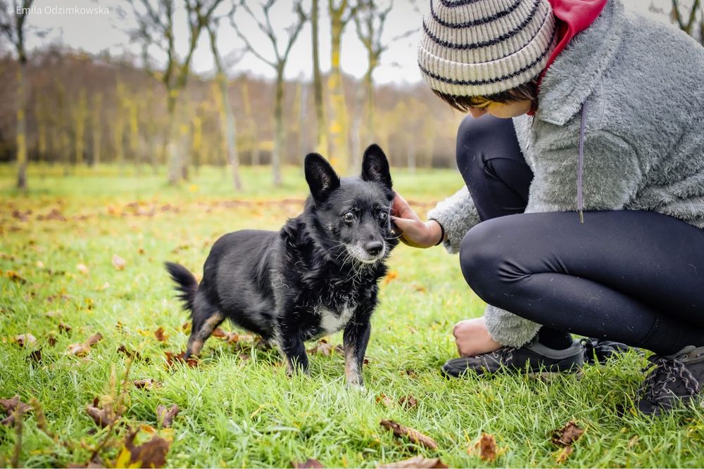 Gustaw-malutki niewidomy piesek prosi o dom-adoptuj