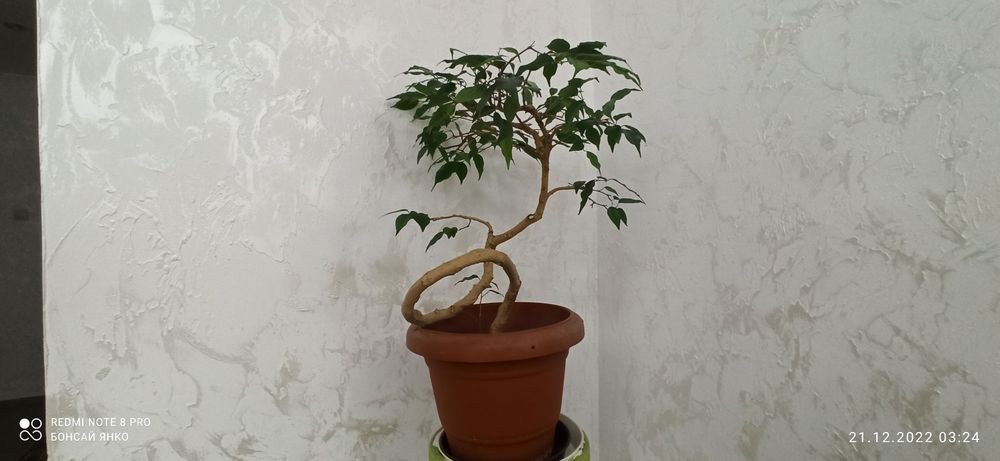Продам бонсай - фикус вариегатный , крученный ствол, возраст 7 лет