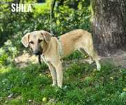 10 miesięczne szczeniaki, docelowo ok 18kg, adopcja za darmo oddam