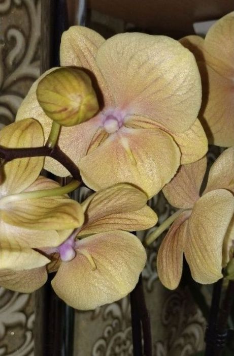 Детки орхидеи Биг липа Покахонтас, Сезам Ред, Калейдоскоп трилипс