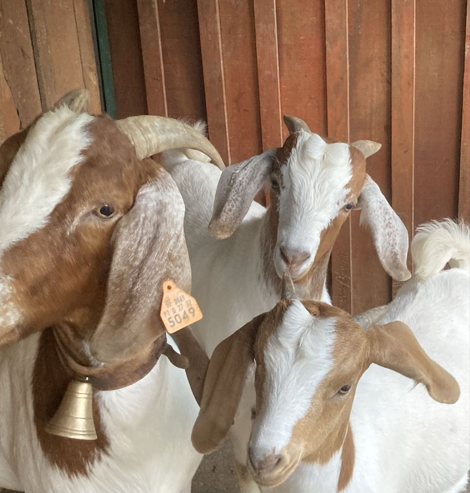 Cabrito Boer puro