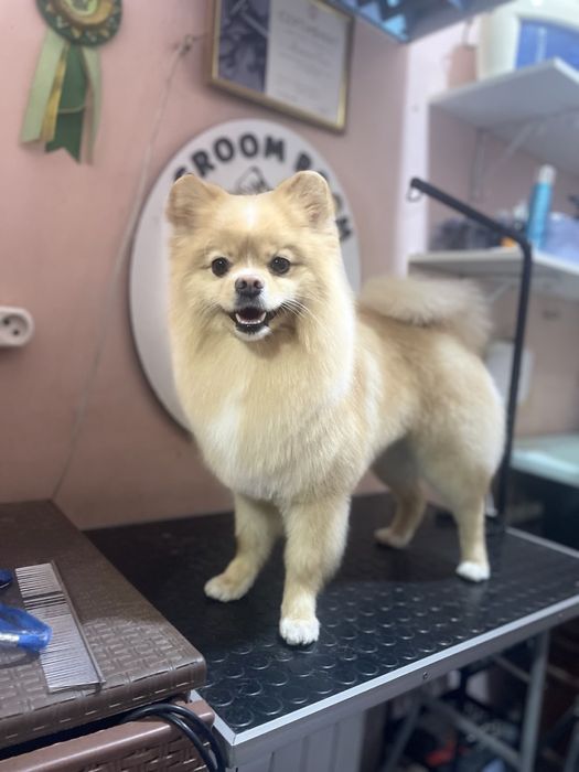 Ищем невесту , здоровый , ухоженый