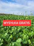 Mieszanka poplonowa Mix Poplon Gorczyca Facelia Rzodkiew Wyka Gryka