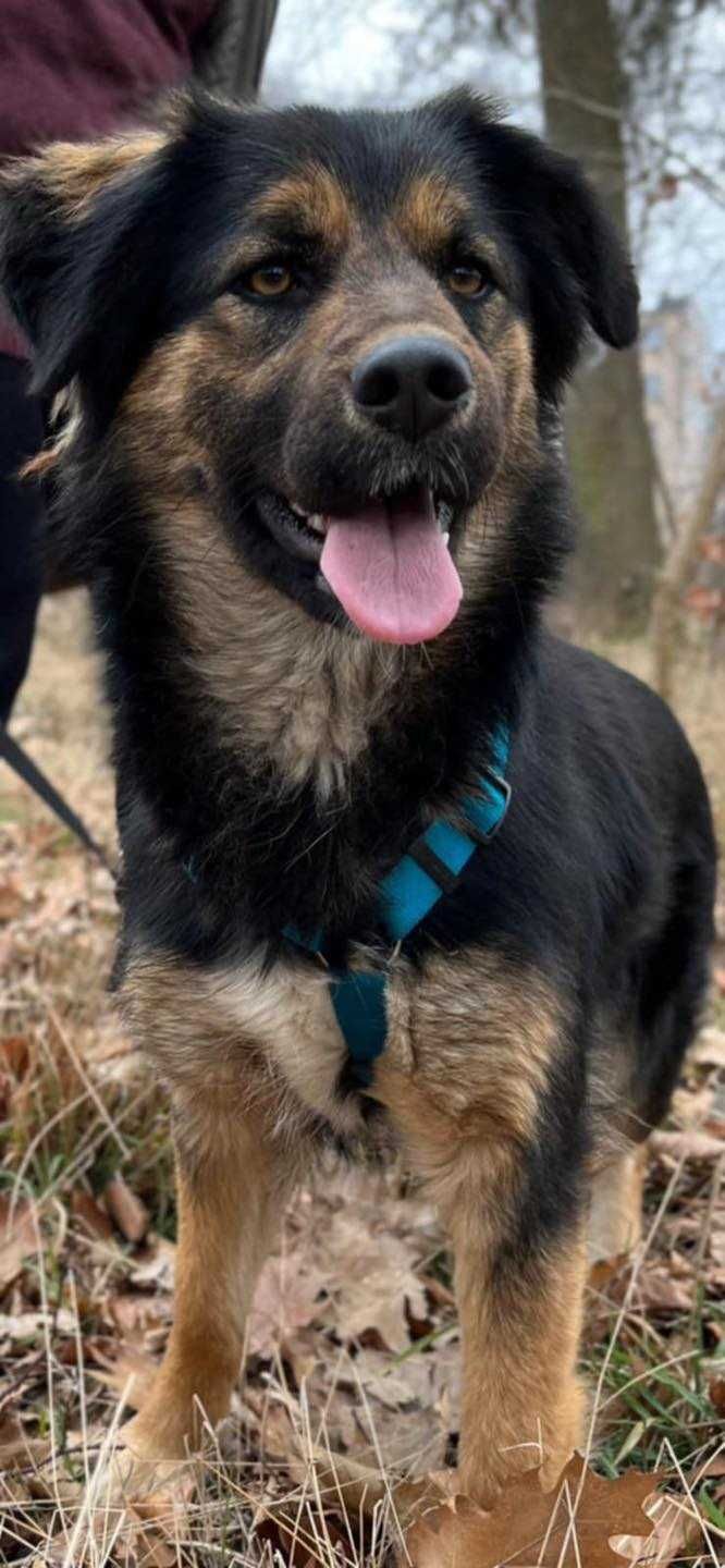 Molly to ok roczna sunia w typ.owczarka czeka na adopcję TOZ Opole