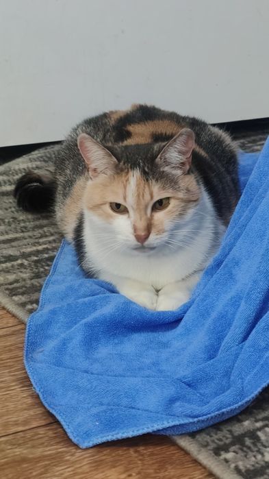 трёхцветные кошки в хорошие руки