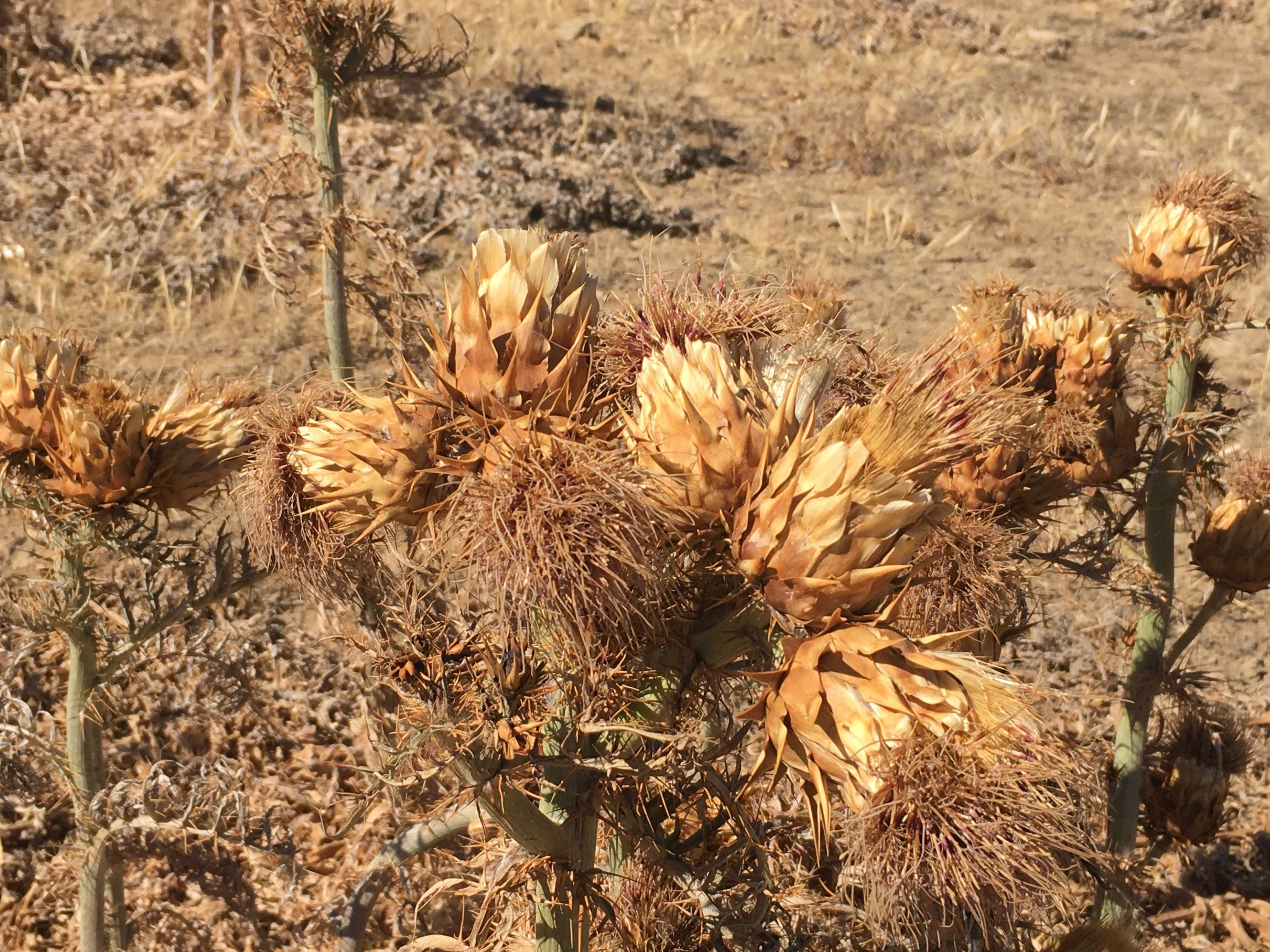 Sementes de cardo(Algarve)