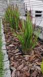 Trawa ozdobna Red Baron / Imperata cylindryczna
