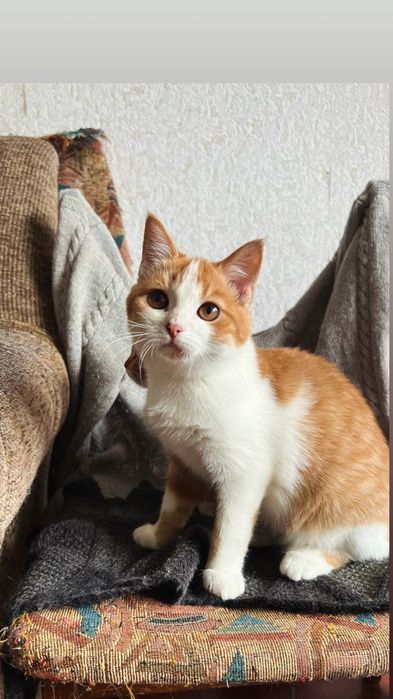 Отдам рыже-белого котенка, девочка, 3 месяца