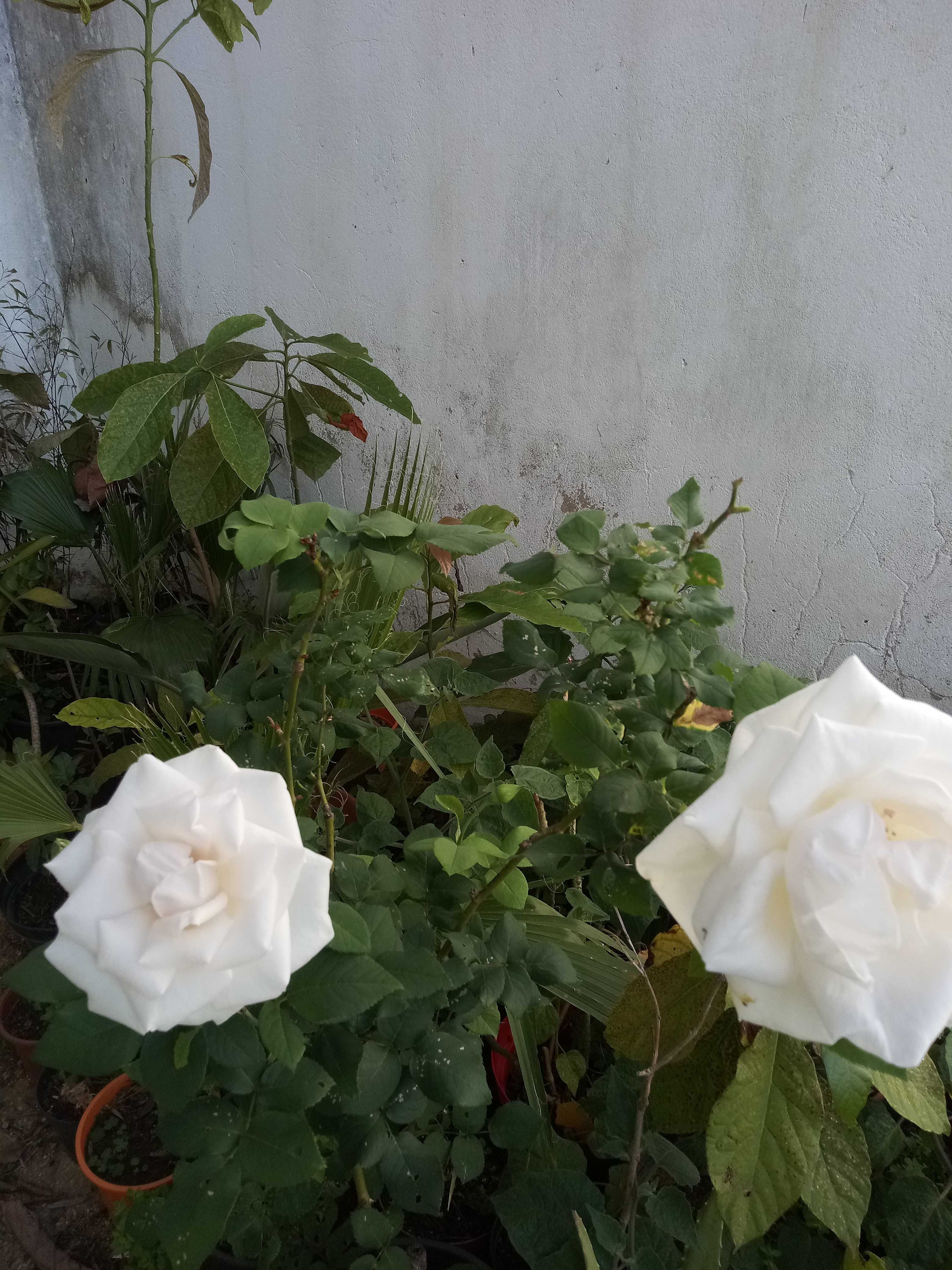 Roseira de cor branca