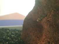 Caracóis melanoides