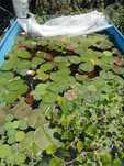Disponíveis plantas para lagos