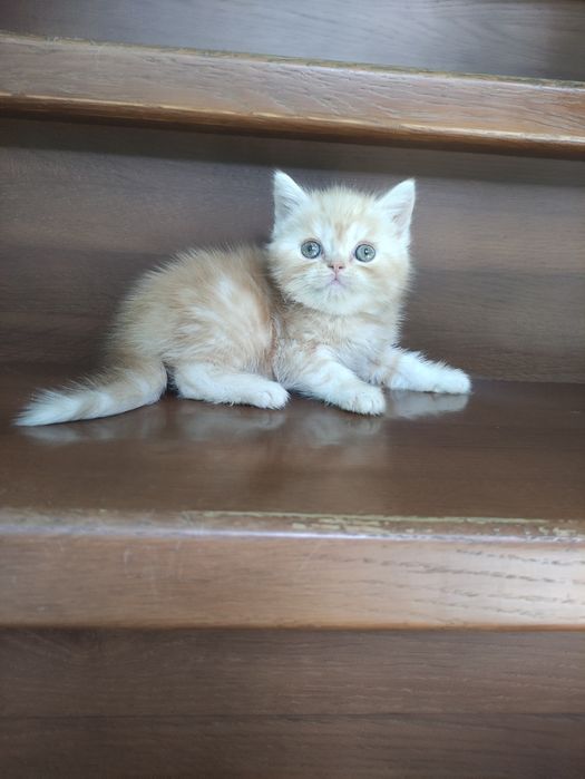 Породные шотландские котята,не вЕслоухие,а действительно вИслоухие!