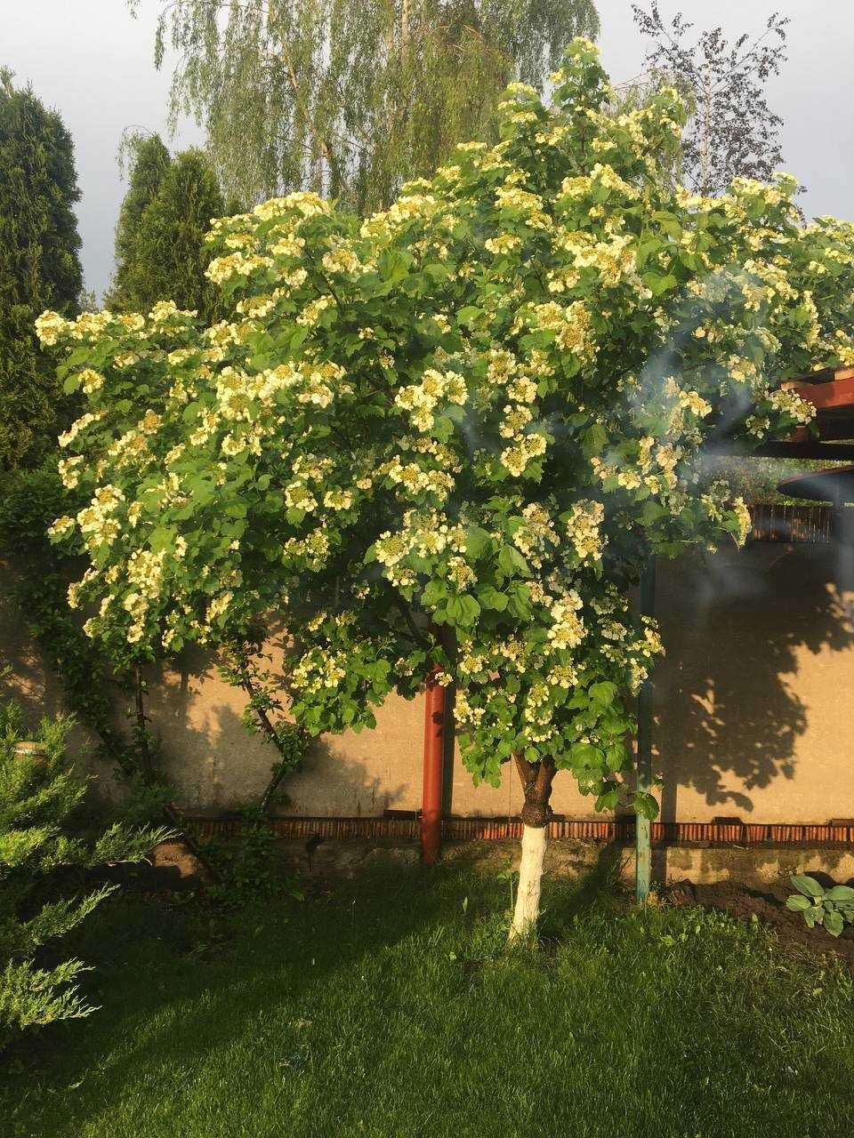 Продам дом-дачу в Обуховке.