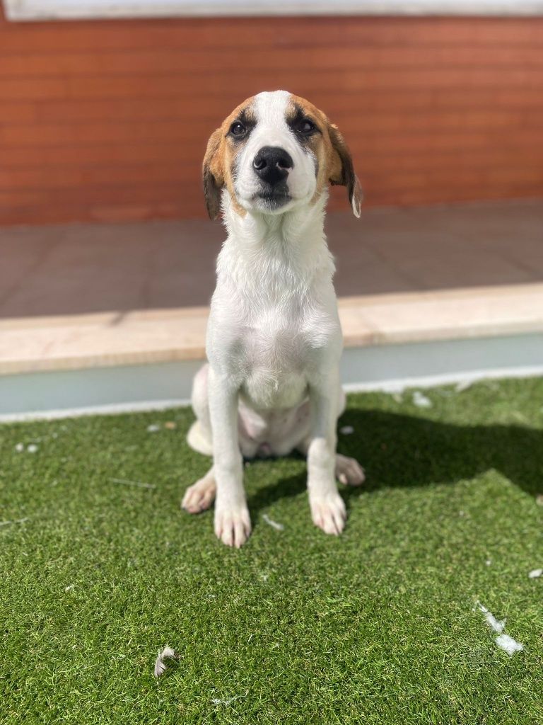 Ervilha - cachorra de 3 meses para adoção
