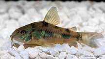 Kiryski pstre , albinosy tylko 4,00