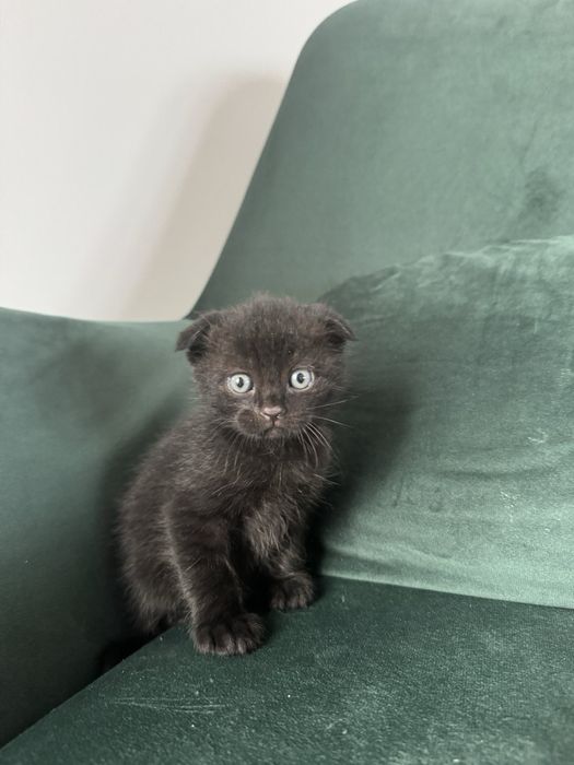 Кошеня шотландець, кошеня висловухе