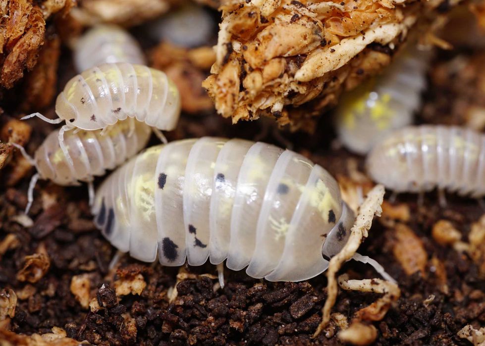 isopody, skoczogonki, ekipa sprzątająca