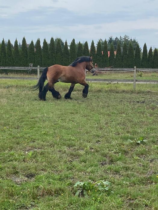 Ogier Arden szwedzki