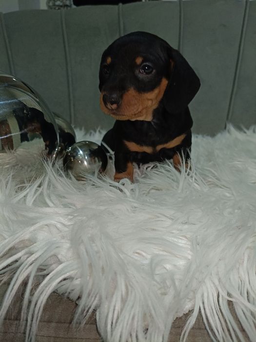 Sunia,jamniczka,standartowa