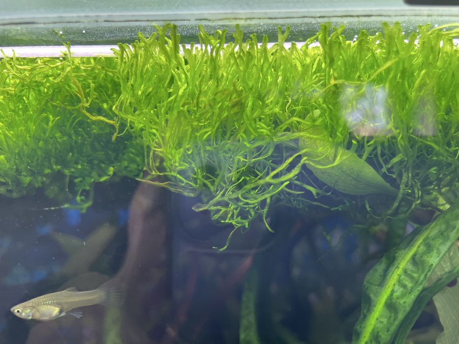 Kryptokoryna, zwartka, cryptocoryne, roślina roślinka akwariowa