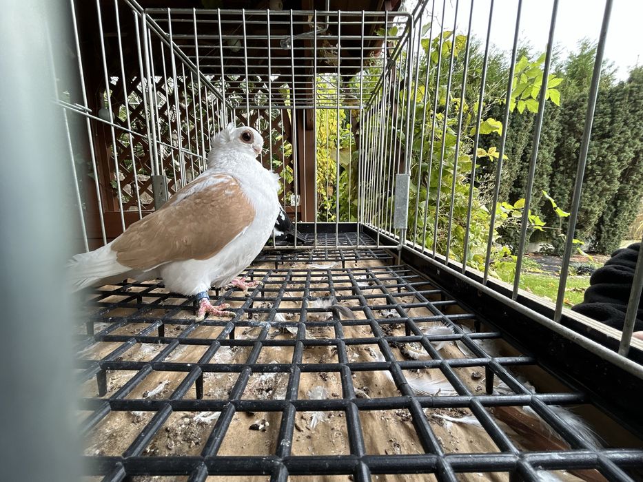 Gołębie ozdobne. Mewka polska samczyk 2024r.