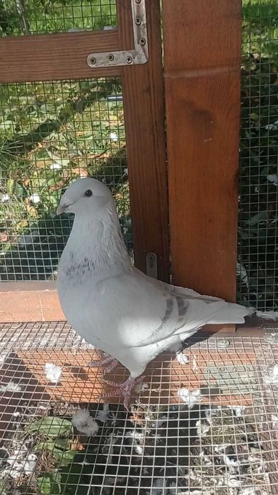 Gołąb Polski pocztowy wystawowy, standard