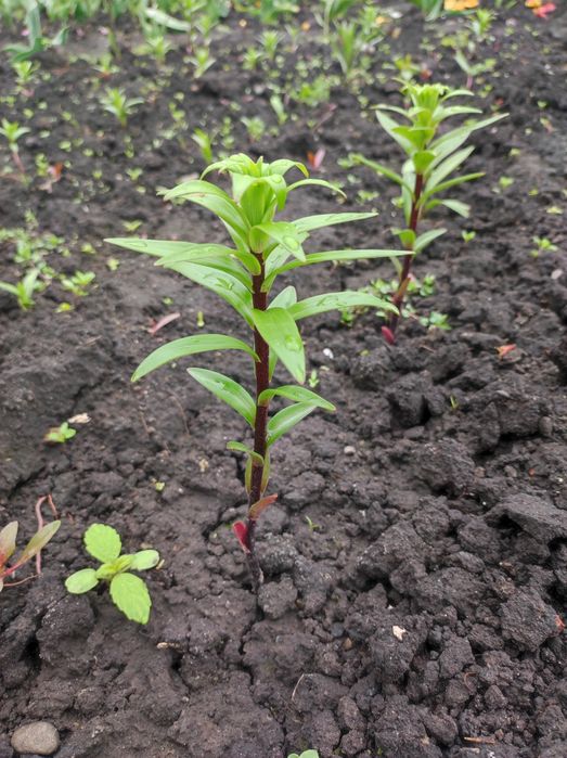 Лілії, квіти з домашнього квітника