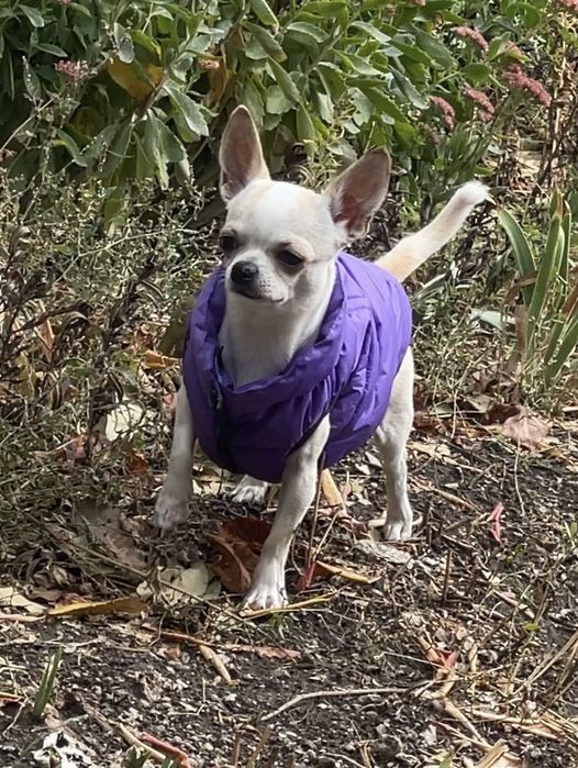 Чихуахуа хлопчик вязка