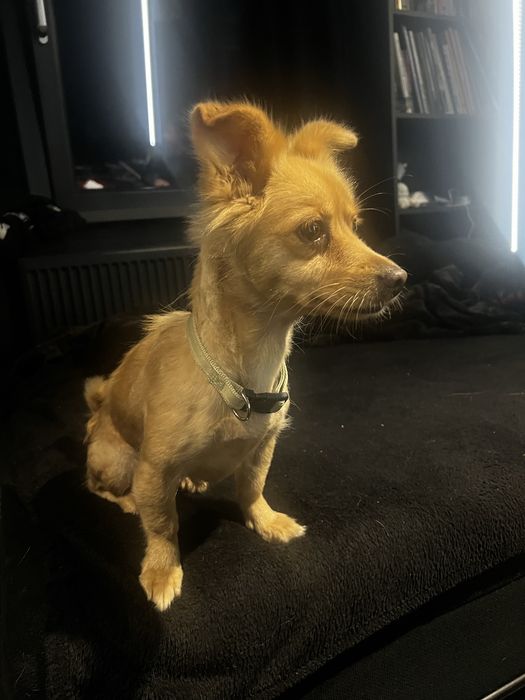 Siri ma 1,5 roku i 2,5 kg w typie chihuahua