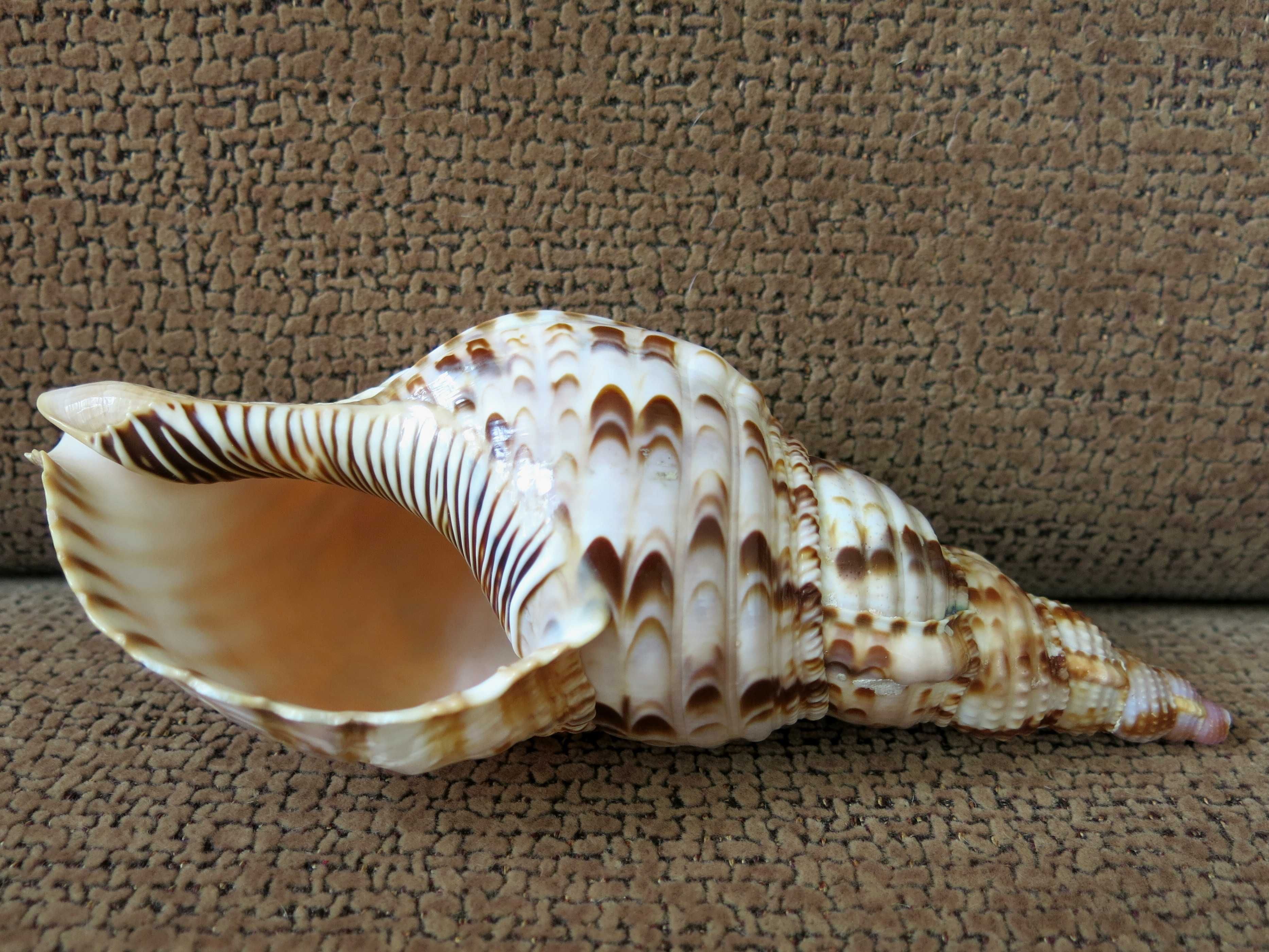 Trąba Trytona, Charonia tritonis, muszla morska 20,7 cm