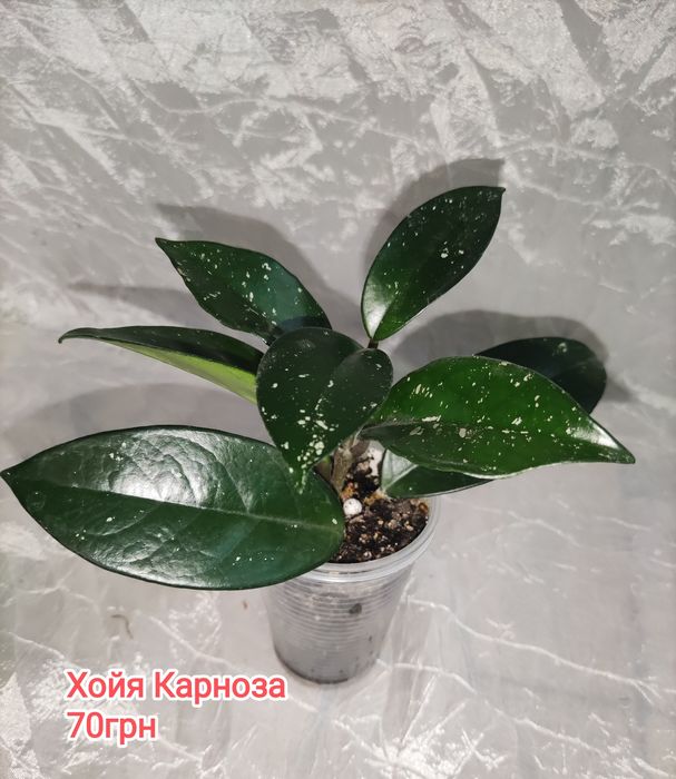 Кімнатні не примхливі квіти