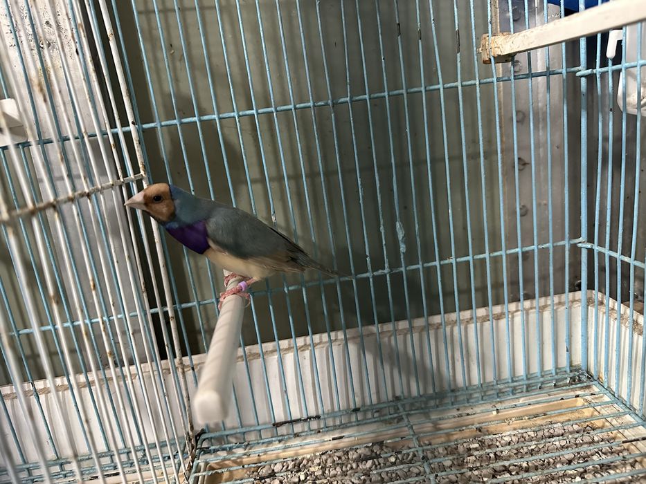 Begalins do japao e diamante gould