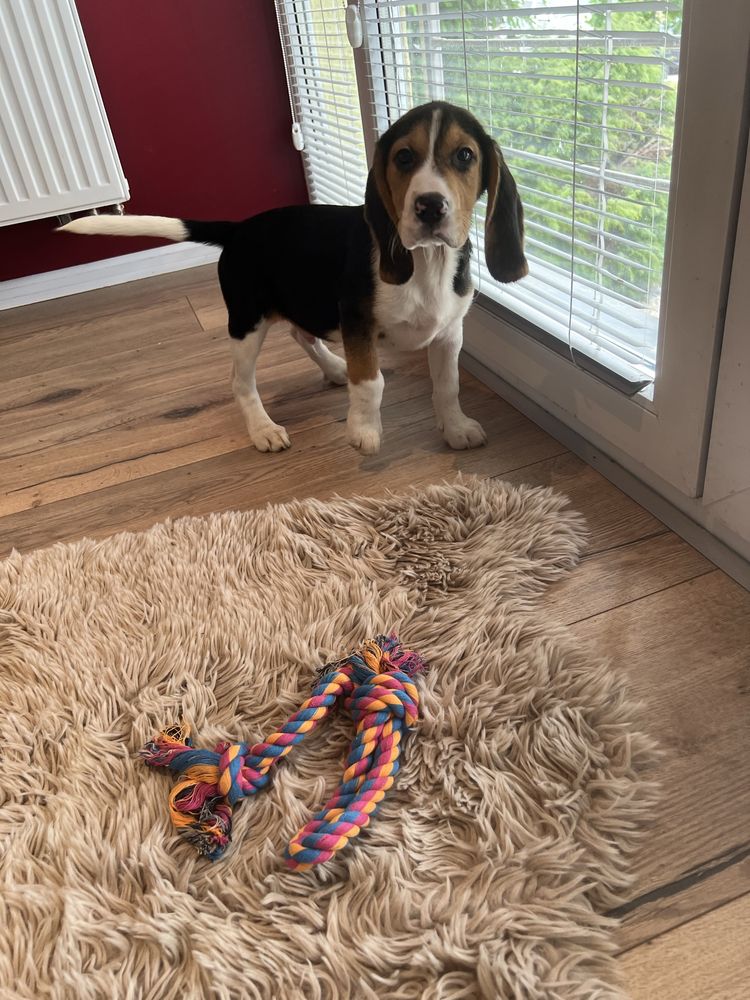 Bigiel ( beagle)chłopak gotowy do odbioru