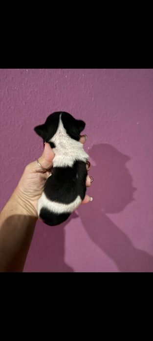 Chihuahua Mini menino lindo