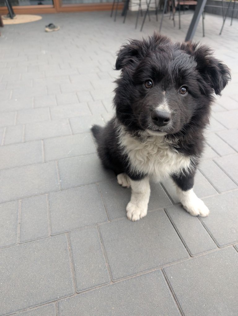 Sprzedam pieska rasy border collie z rodowodem