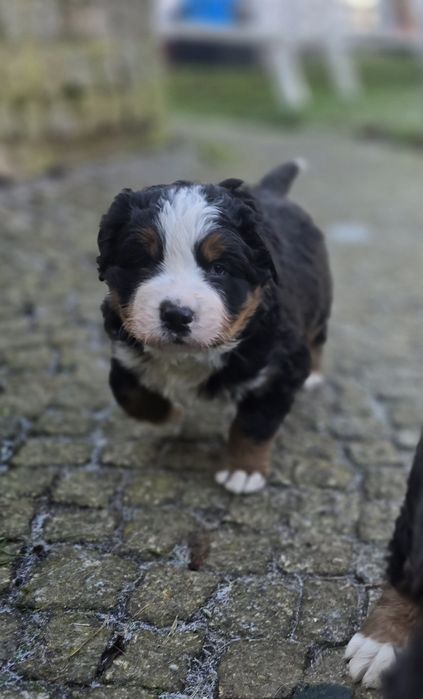 Berneński Pies Pasterki  (Urodzone 01.11.2025) dostępny piękny pies 
U