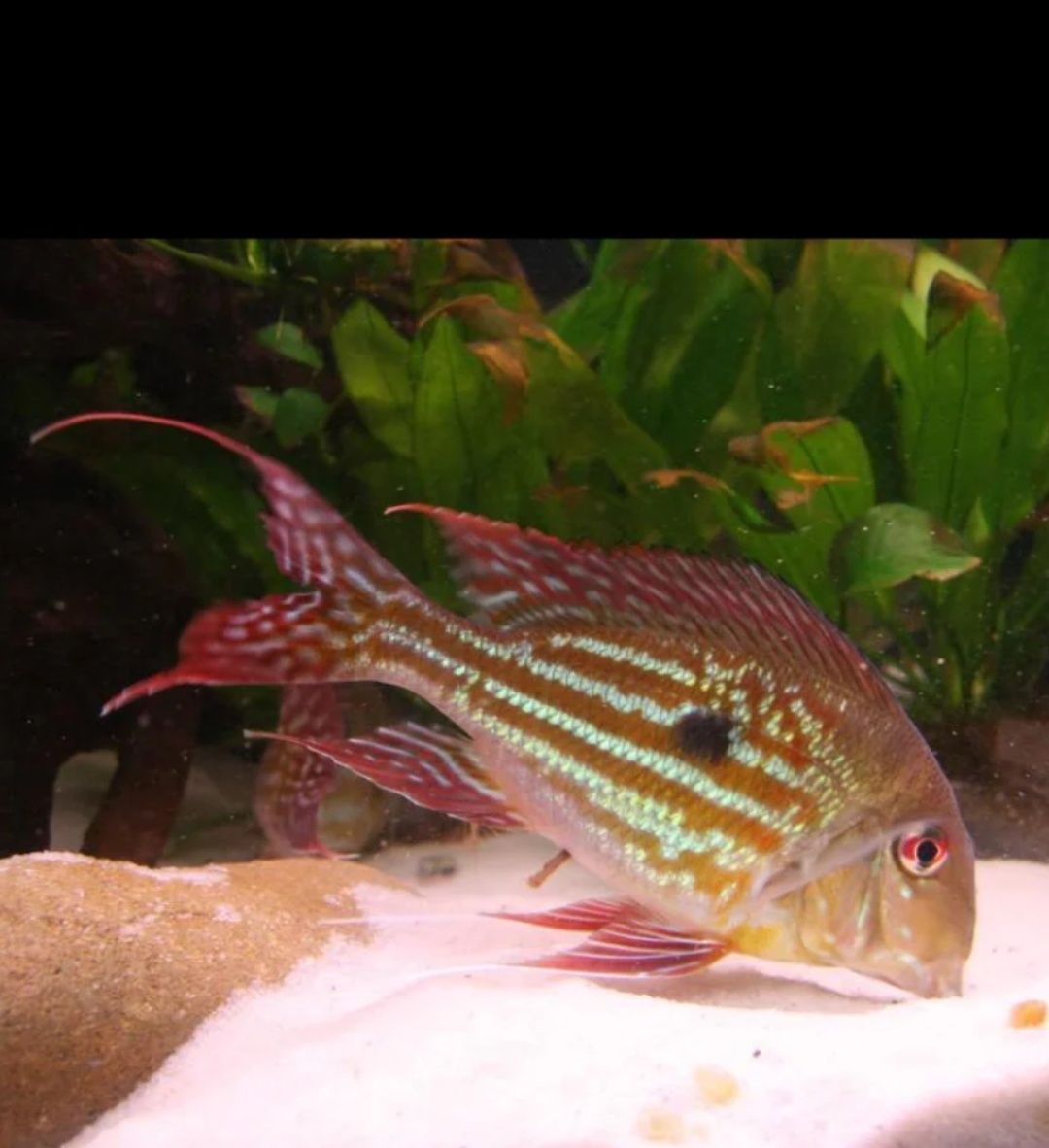 Geophagus wuinmilleri  juvenis