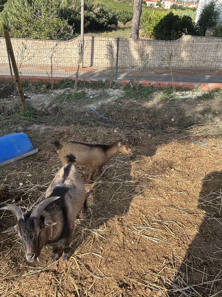Casal de cabras anãs