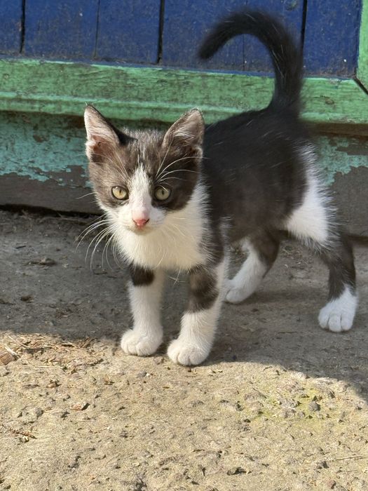 Віддаємо кошеня, хлопчик