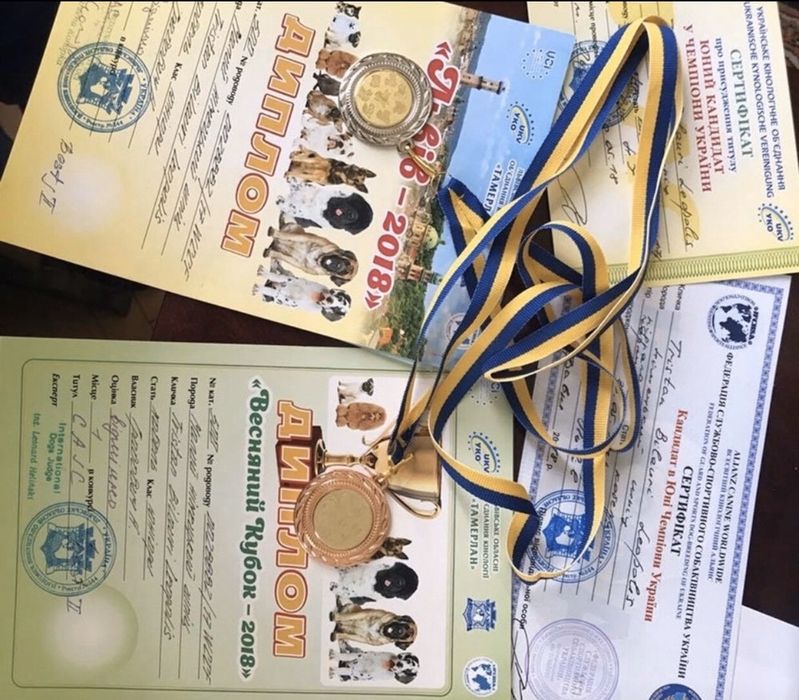 Німецький шпіц (чорно-підпалий), вязка