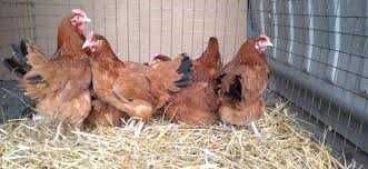 Kury z wolnego wybiegu od hodowcy ! Rossa 1 Messa Leghorn i inne !