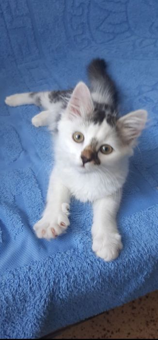 Котенок подросток бесплатно. Котята бесплатно. Кошка. Кошечка даром