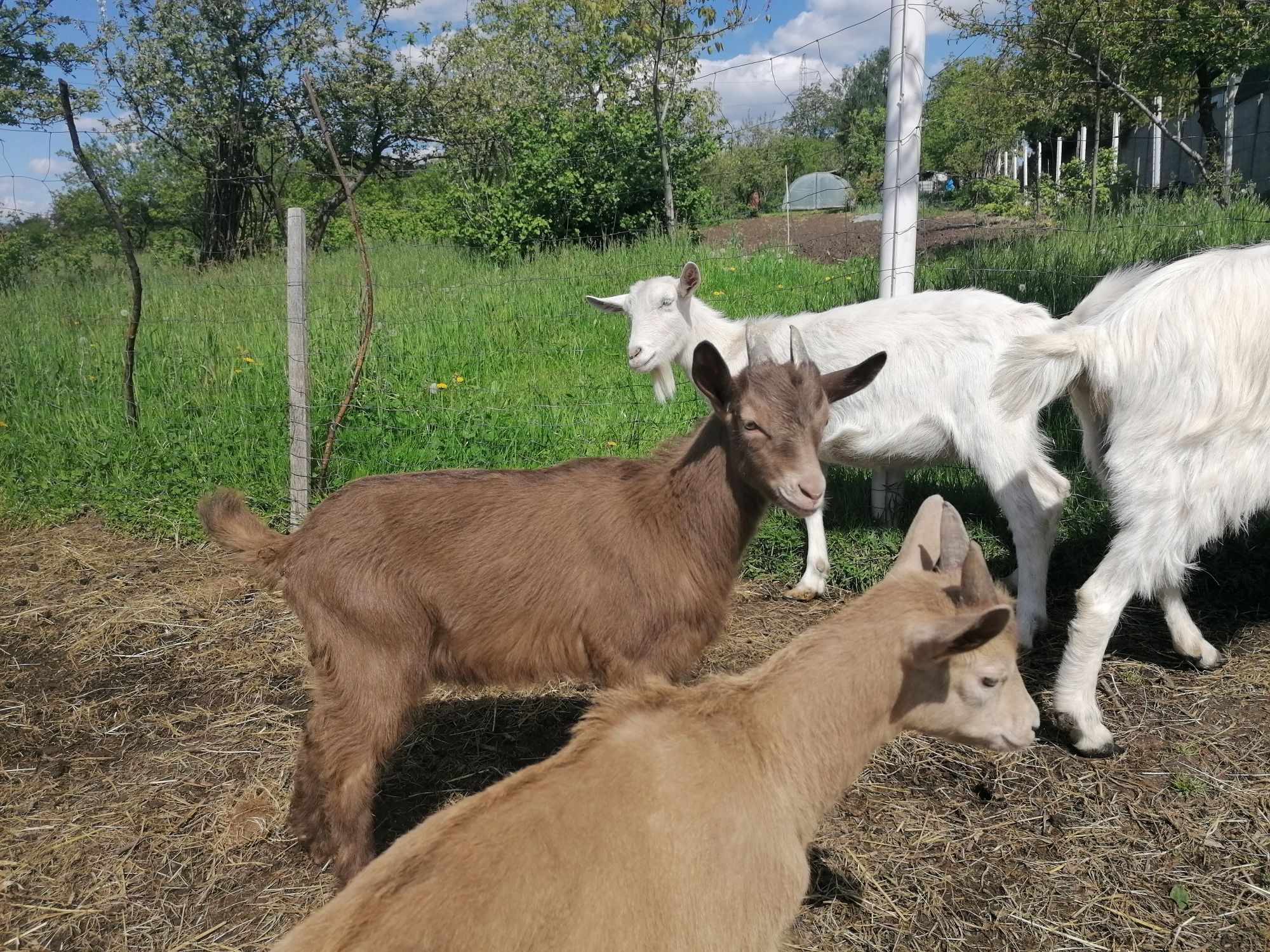 Kozy, koziołki, capki