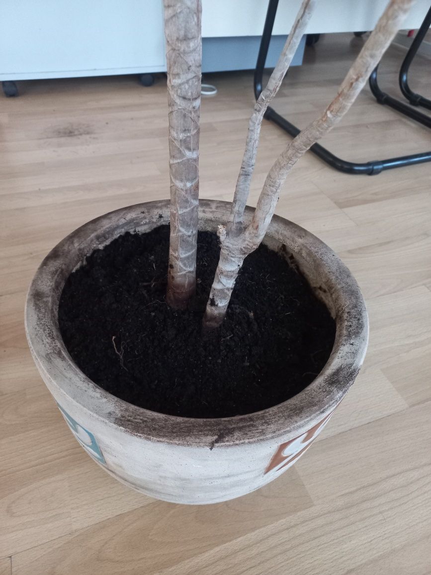 Dracena Marginata com vaso incluído