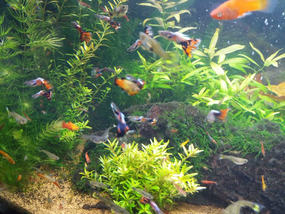 gupiki samice i samce