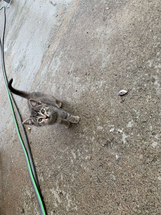Adoção gatinhas bebés