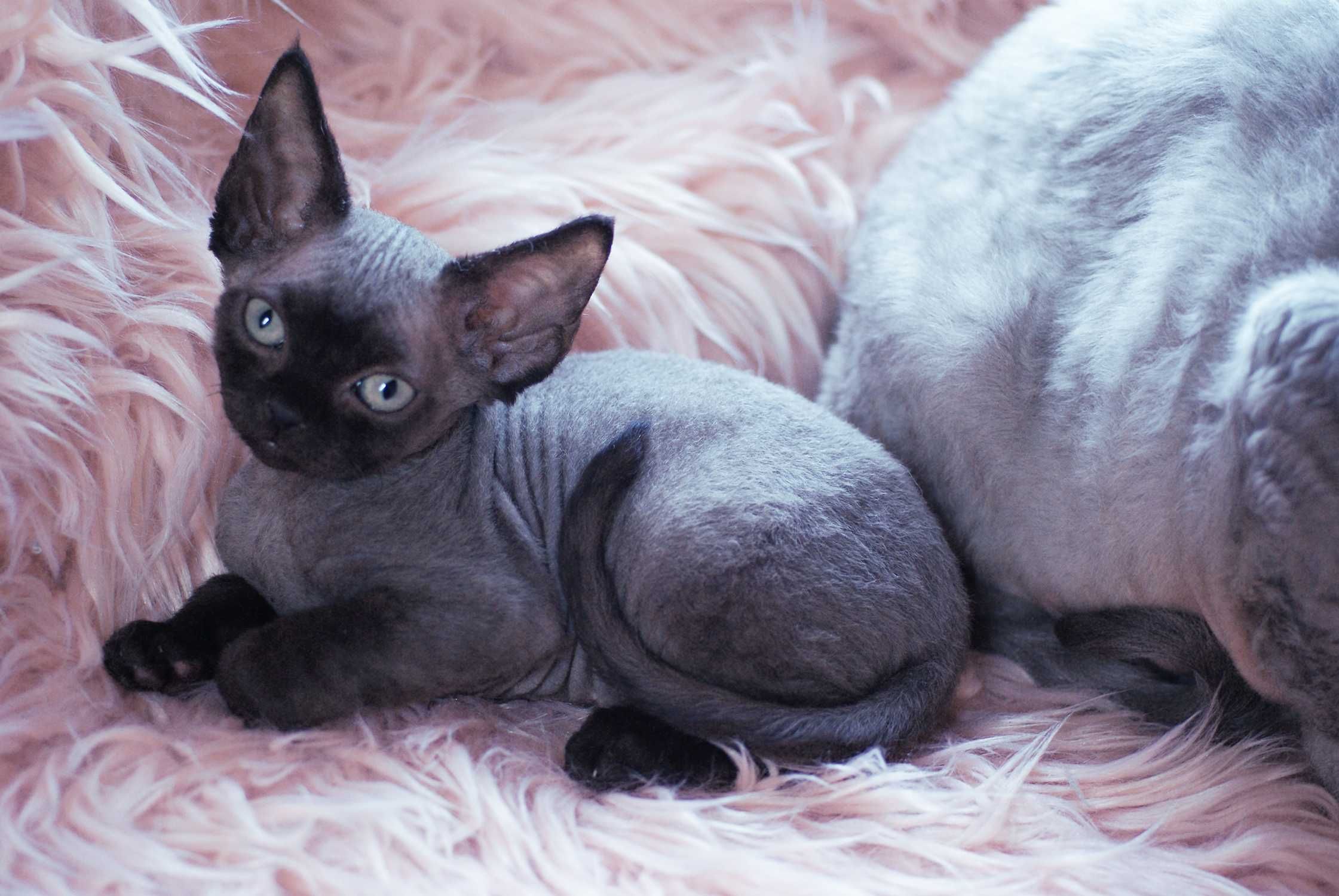 Niebieski point Devon Rex po championie